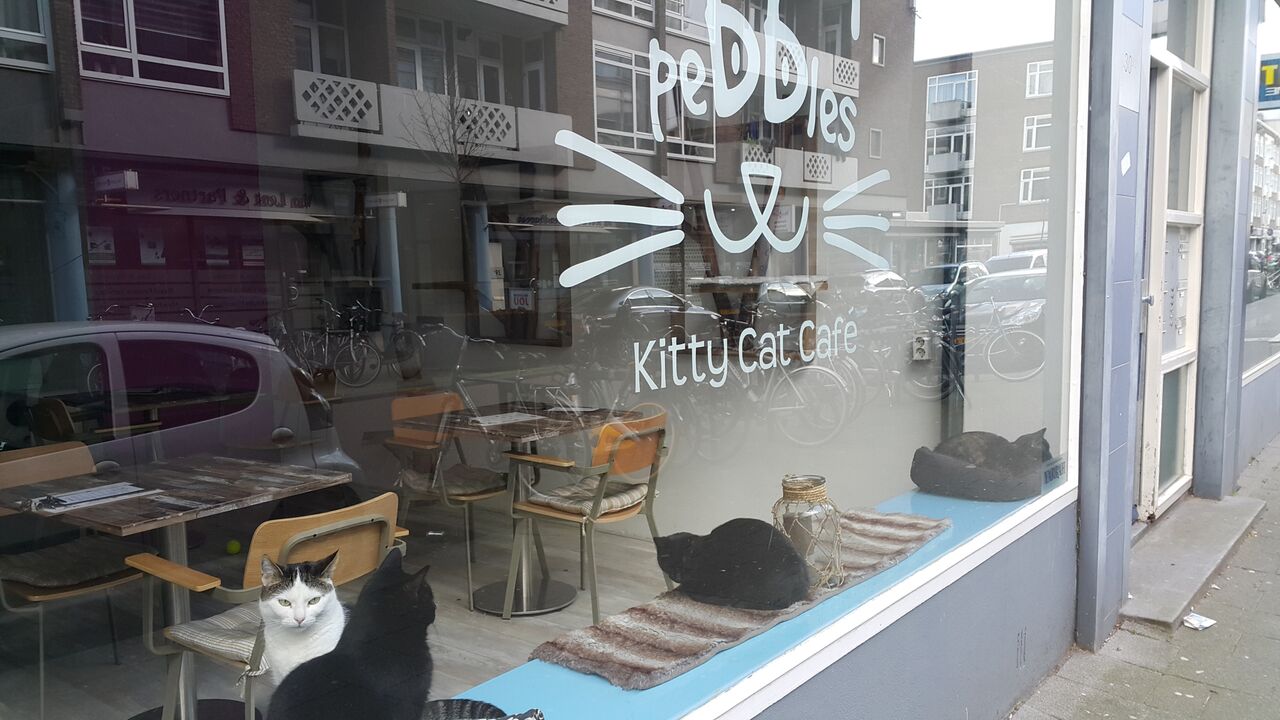 Cat Cafe_preview